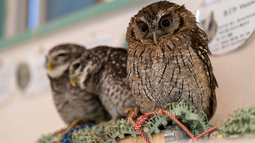 Ikebukuro cafe owls